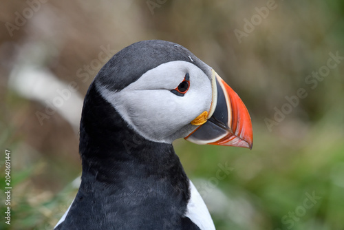 Puffin birds on the coastline of Iceland