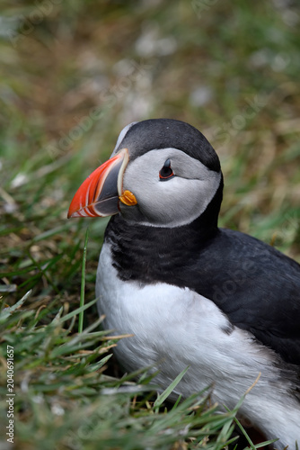 Puffin birds on the coastline of Iceland