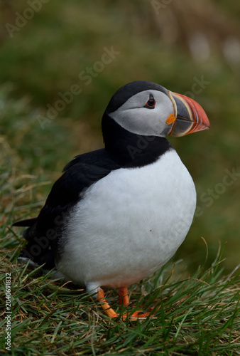 Puffin birds on the coastline of Iceland