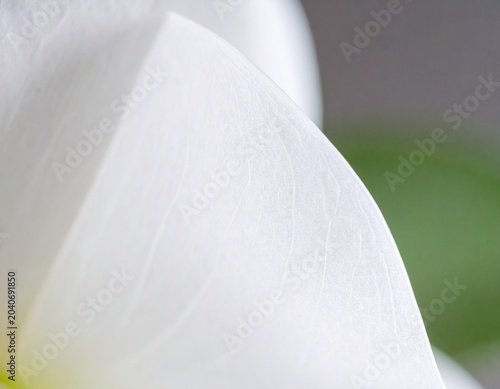 Delicate macro detail of a white flower petal with visible veins.