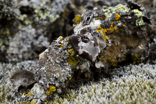 Moss close up