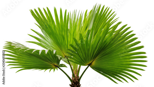 Quadro em tela Lush green palm fronds fanning out, isolated on transparent background