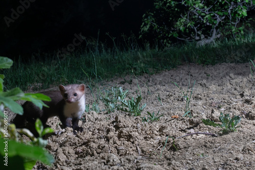 Beech Marten (Martes foina) alert at night on rural ground illuminated by a spotlight