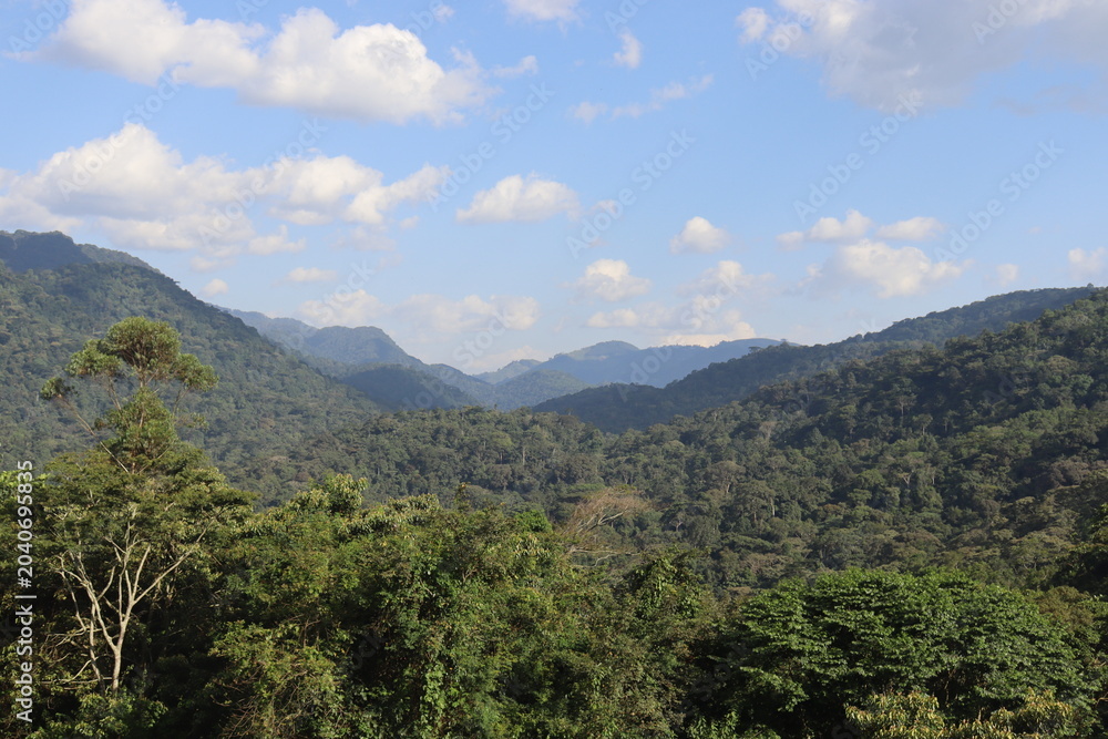 Naklejka premium Bwindi Forest Uganda