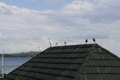 Cuadro en lienzo Egrets and Ibis on a Roof