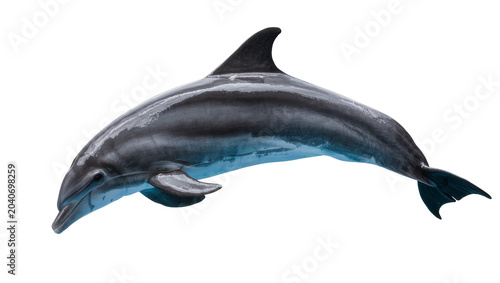 Foto Sleek grey dolphin with blue undertones, isolated on transparent background