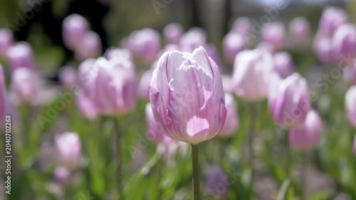 Pink and white variegated tulips bloom in a sun-drenched flower bed with a soft blurred background. Concept of spring awakening, floral beauty, gardening passion, and seasonal change.