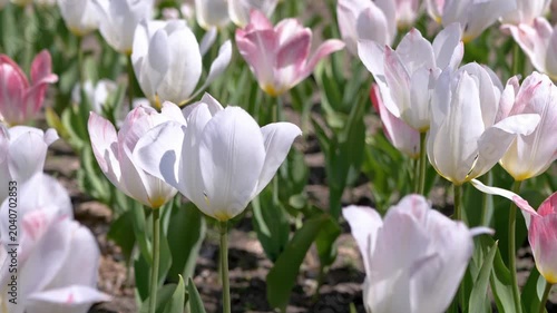 Delicate white and pink tulips bloom in a sunlit field during a bright spring day. Concept of nature awakening, seasonal growth, floral elegance, and the freshness of spring.