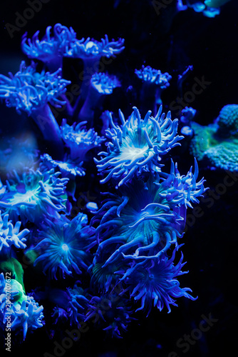 Fluorescent blue coral polyps illuminated in dark aquarium environment with glowing tentacles and abstract marine texture