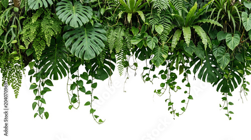 Lush green tropical plants and leaves hanging down isolated on transparent background