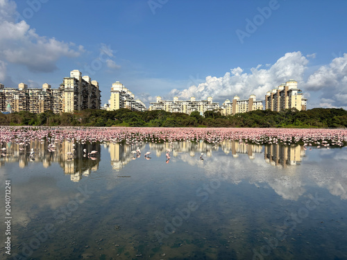 Fotografie Massive Flock of Migratory Pink Flamingos Feeding in a Wetland, Navi Mumbai
