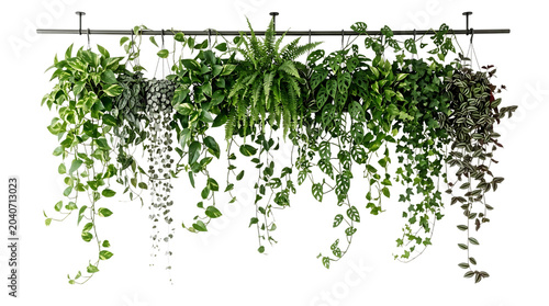 Variety of hanging plants with long vines and green leaves on a metal rod isolated on transparent background