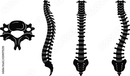 Schilderij op canvas Human spine anatomy silhouettes showing various views and a single vertebra