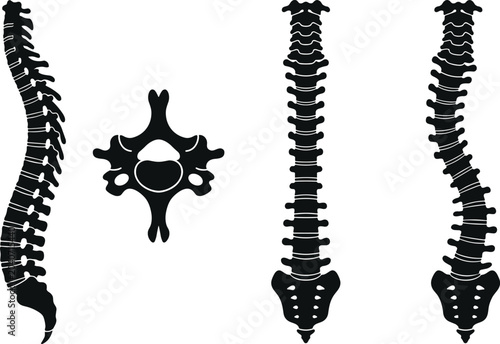 Schilderij op canvas Human spinal column and vertebra bone silhouette set.