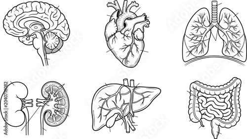 Canvastavla Set of Hand Drawn Human Internal Organs Illustration.