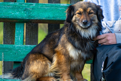 Quadro su tela cute medium-sized mixed breed dog with long brown and black fur sits peacefully