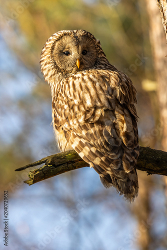 фотографія Ural owl, strix uralensis