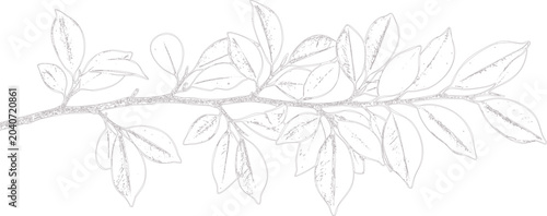 Foto A detailed illustration of a branch with numerous leaves on a transparent backgr