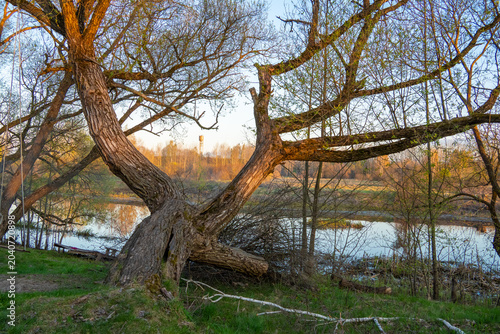 large, weathered old willow tree with thick, split trunks and spreading branches grows on a grassy riverbank