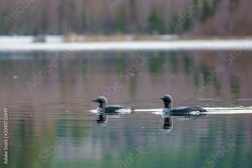 Photography Black-throated loon, Gavia arctica