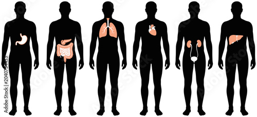 Quadro su tela Set of six human body silhouettes with highlighted internal organs