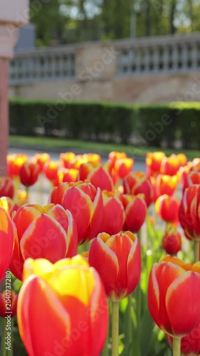 Vibrant red tulips in full bloom with green stems. Sunlight highlights glossy petals. Soft blurred background of more flowers. Evokes joy, springtime, beauty, love, freshness. High quality photo