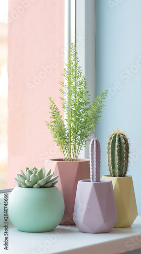 Four different houseplants stand on the windowsill