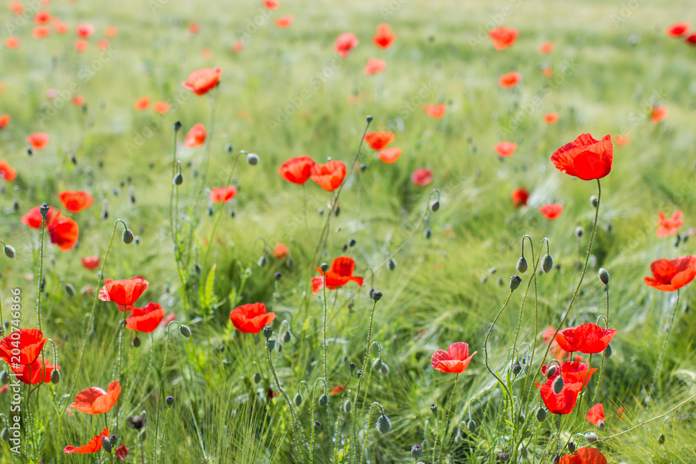 Obraz premium wild poppy flowers on the field - soft focus