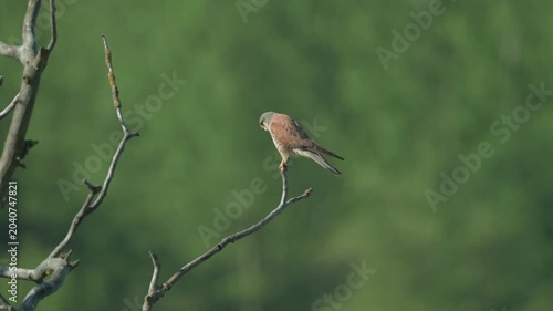 Male Common Kestrel (Falco tinnunculus) perched on branch in tree at dusk.