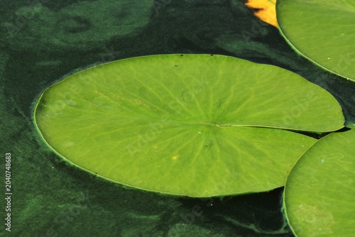Green lotus leaf on the water surface, closeup of photo