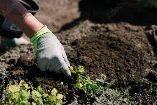Photos planting a tomato seedling