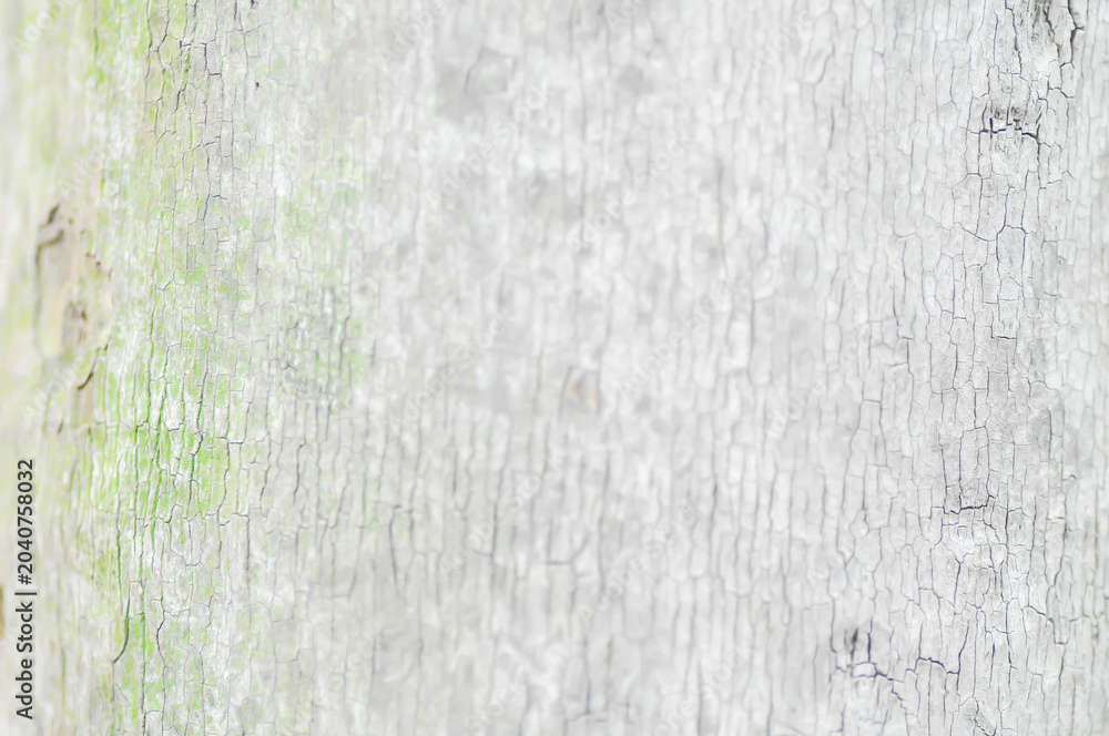 Fototapeta premium tree bark or bark or palm tree or palm trunk or stem background or stalk