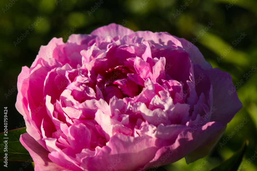 Obraz premium pink Peony Blossom in Soft evening Sunlight