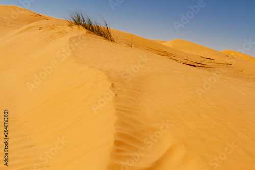 Sahara landscape. Tall dunes covered with desert grass. The Great Eastern Erg, also known as the Great Eastern Sea of Sand. Sahara, Tunisia, Africa
