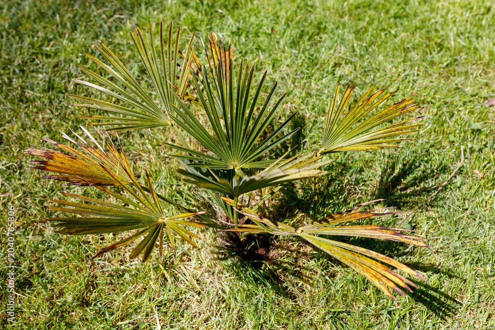 Fototapeta premium Palm seedling with fan-shaped fronds on grass