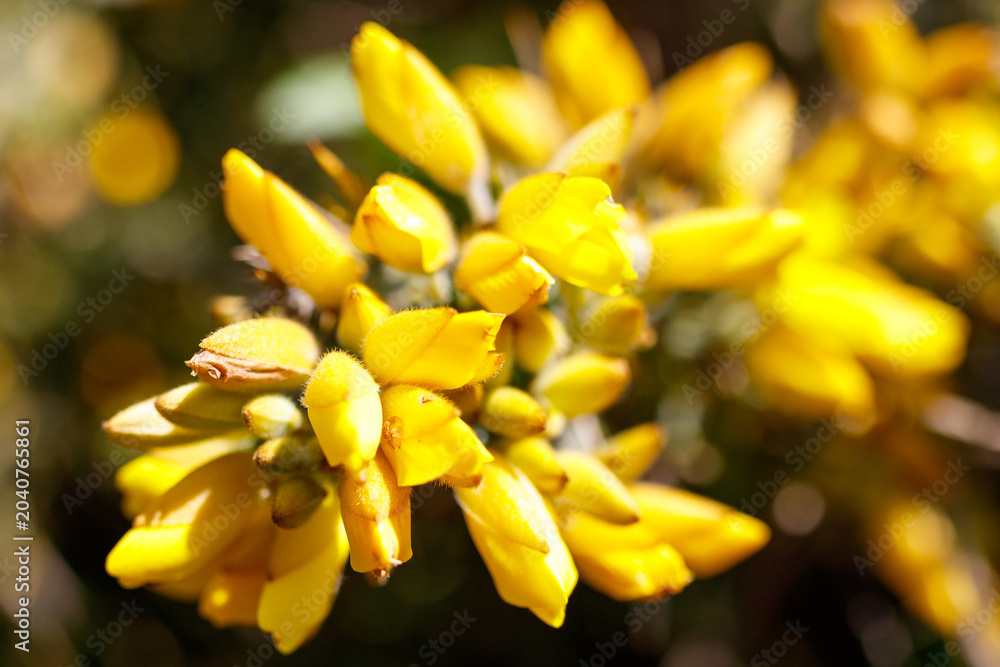 Obraz premium Close-up of bright yellow blossoms in focus, background blurred