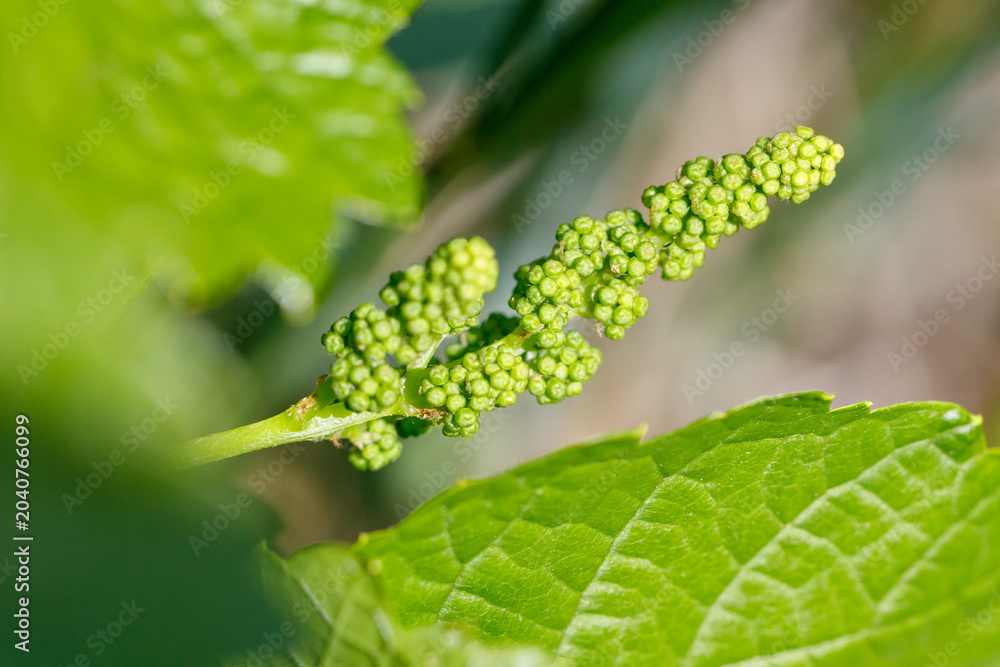 Fototapeta premium Green grape cluster grows on vine plant