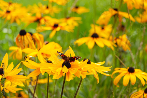 Autumn flowers. Rudbeckia fulgida with a butterfly (Vanessa atalanta) in the garden