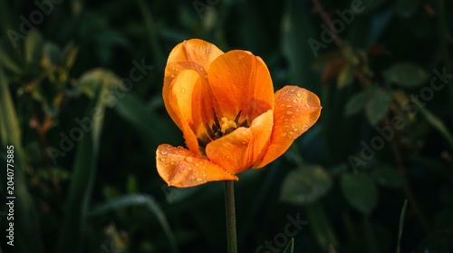 e: Single vibrant orange tulip close-up with dark center