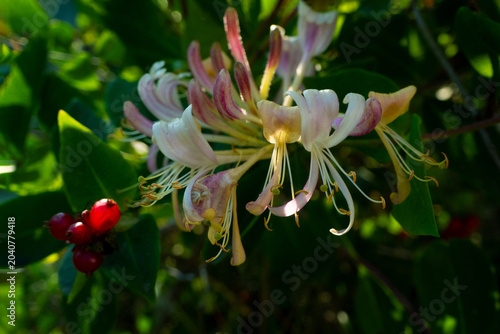 Honeysuckle in garden soft focus. Flowers Lonicera Sempervirens, common names common honeysuckle, European honeysuckle or woodbine. High quality photo