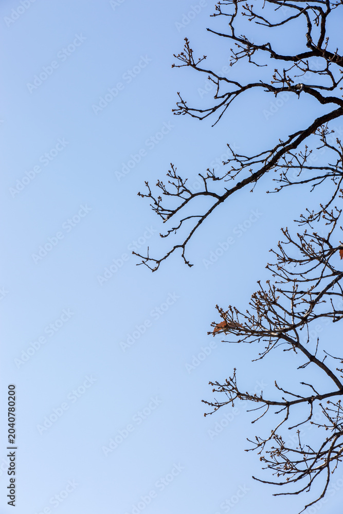 Obraz premium Bare Tree Branches Against Clear Blue Sky Background
