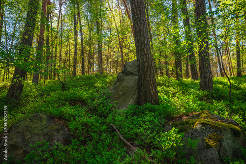 Bild auf Leinwand Wide landscape view of a sunlit spring forest with ancient grey stones and boulders scattered across the vibrant green ground cover