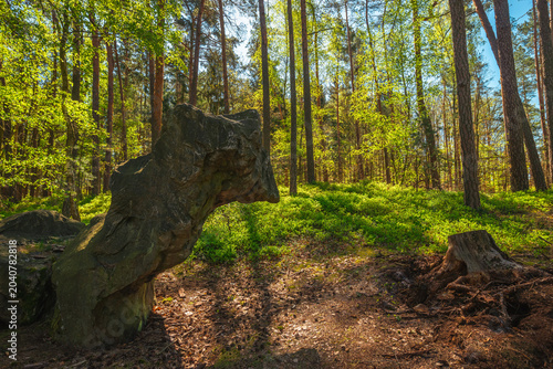 Fotografia Horizontal view of a bizarre rock formation looking like an animal head in a spring forest next to an old tree stump with roots