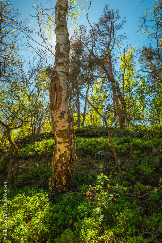 Fototapeta premium Tall white birch tree trunk standing on a vibrant green undergrowth hillside in a sunlit forest.