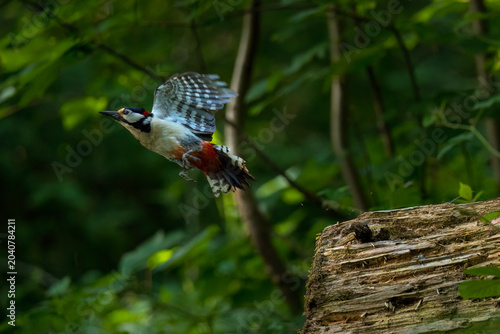 Konstfotografi Aufnahme eines Buntspechtes beim losfliegen von einem Baumstamm.