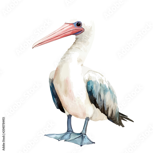 Tableau sur toile Booby, elegant watercolor vector illustration, isolated on a white background