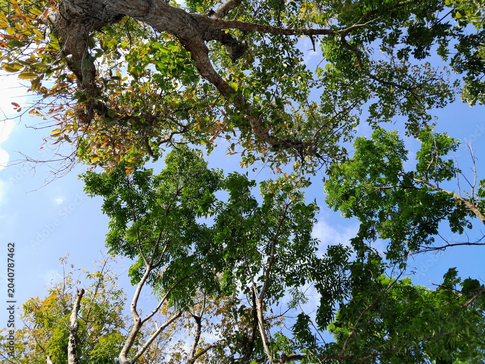 Fototapeta premium oak tree branches