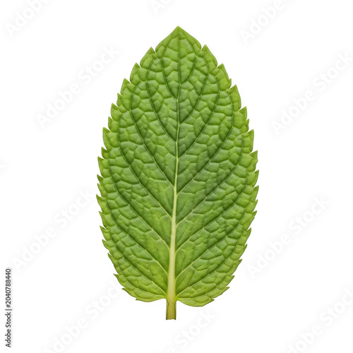 Green maple leaf isolated on white background