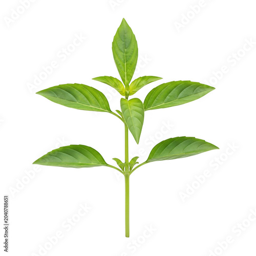 Green mint plant with fresh leaves isolated