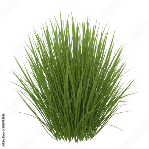 Green ornamental grass clump isolated on white background